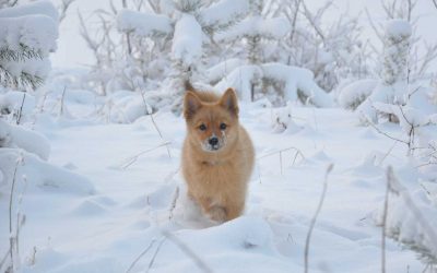 Talvikokous 2021 kutsu